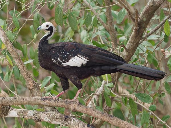 Blauwkeelgoean (Pipile cumanensis)